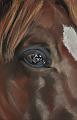 cheval detail 2